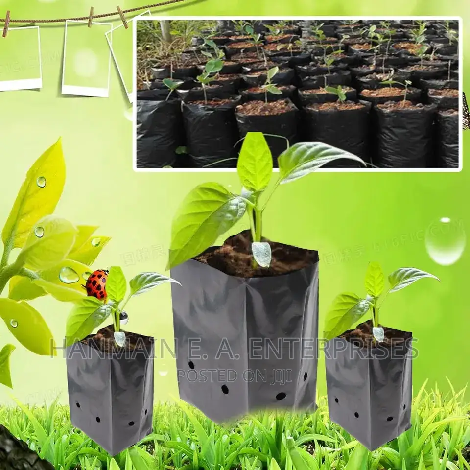 Seedlings Bags For All Trees Avocado, Coffee, Tea, Mango Etc