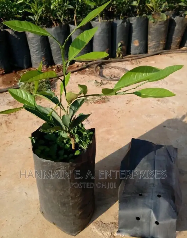 Seedlings Bags For All Trees Avocado, Coffee, Tea, Mango Etc