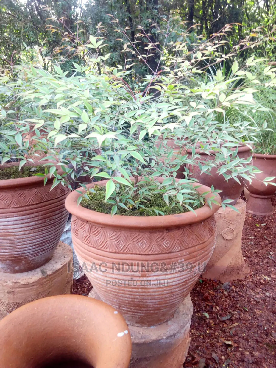 Potted Plants For Hire