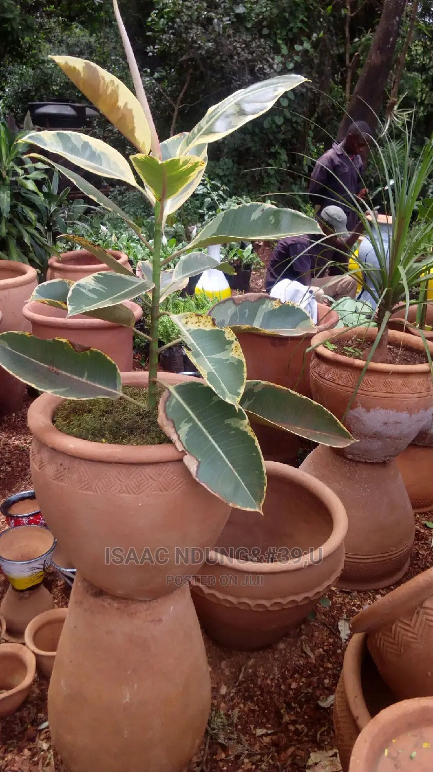 Potted Plants For Hire