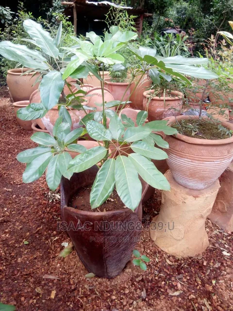 Potted Plants For Hire