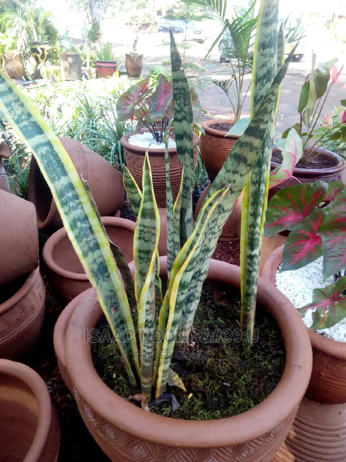 Potted Plants For Hire