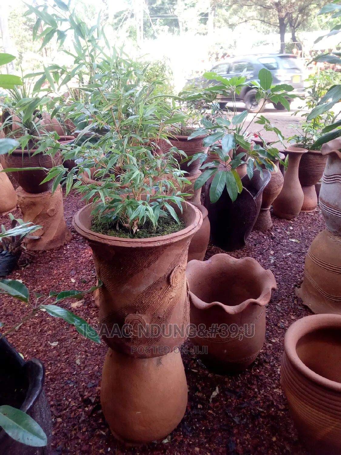 Potted Plants For Hire
