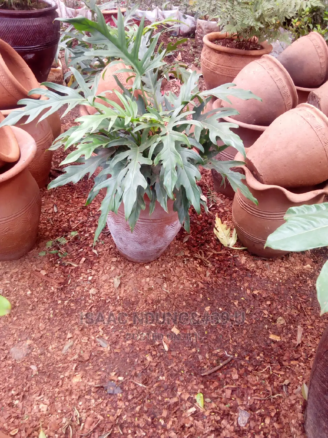 Potted Plants For Hire