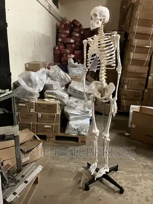 Human Skeleton With Stand Full Size 170cm China