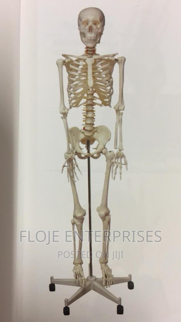 Human Skeleton With Stand Full Size 170cm China - thumbnail 3