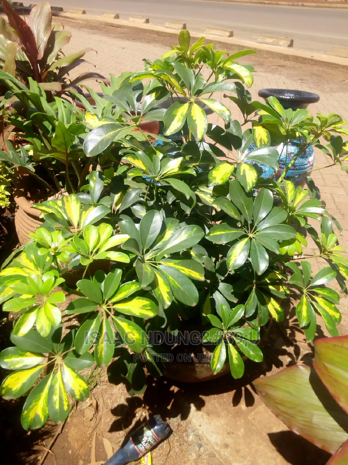 Icecarscade Garden and Landscaping Services