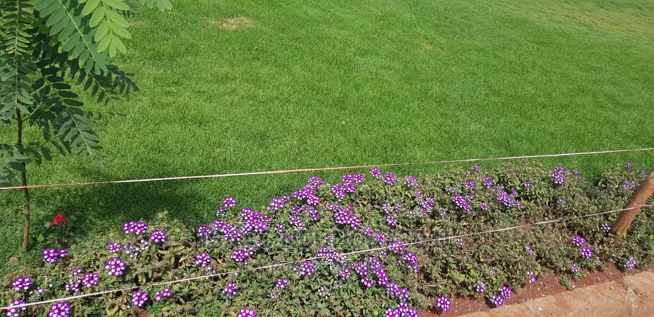Icecarscade Garden and Landscaping Services