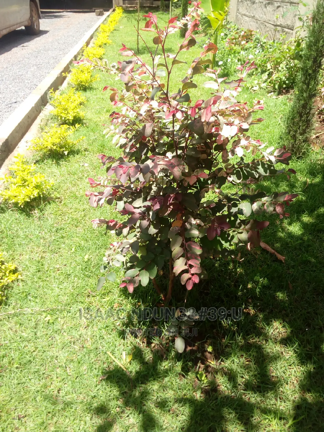 Icecarscade Garden and Landscaping Services