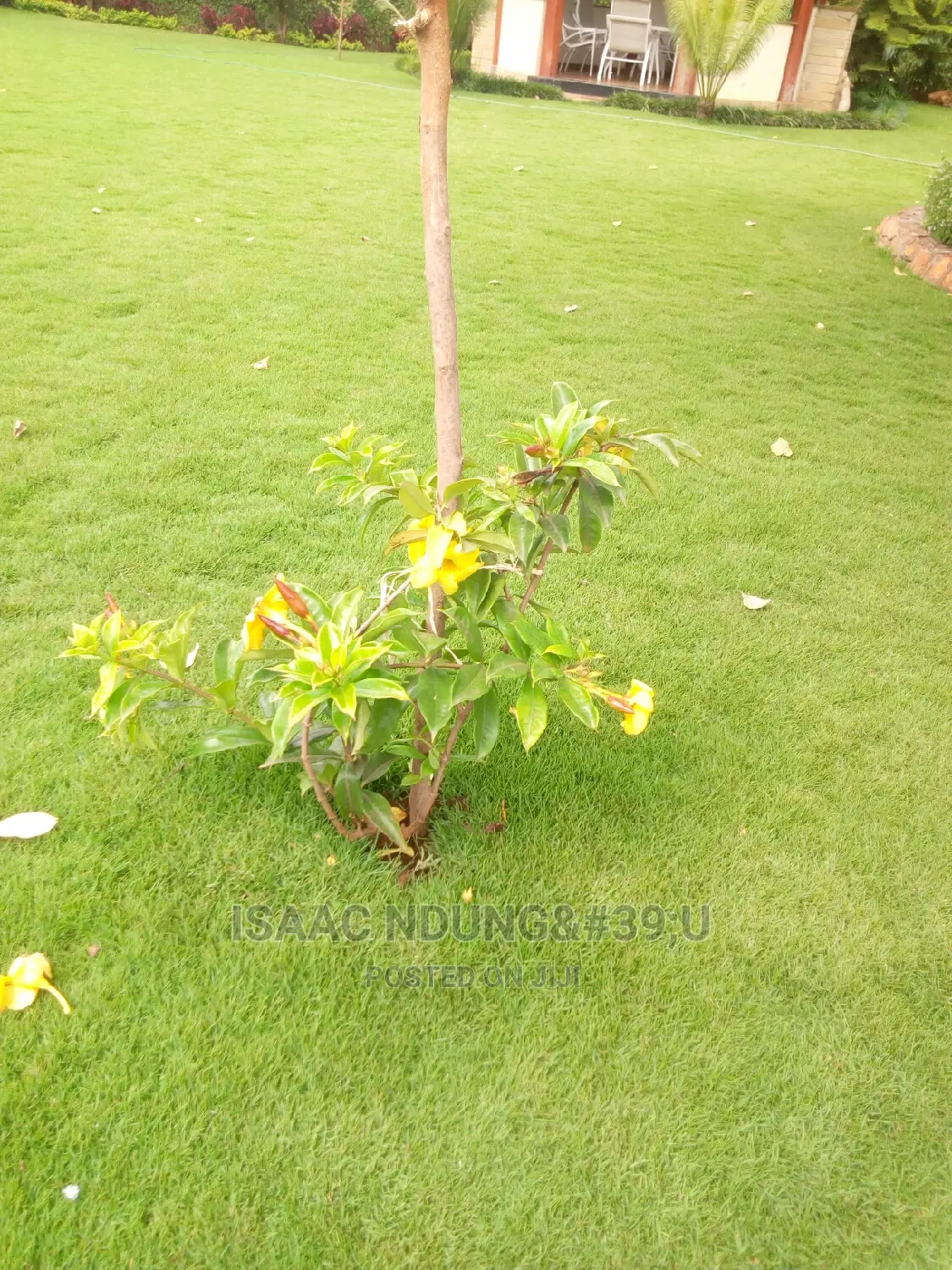 Icecarscade Garden and Landscaping Services