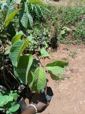 Custard Apples - thumbnail 3