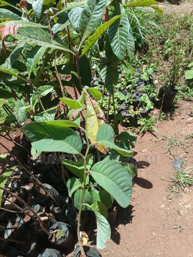 Custard Apples - thumbnail 4