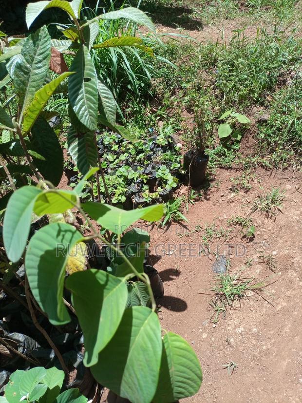 Custard Apples - thumbnail 2