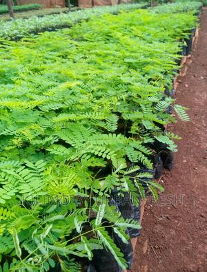 Flamboyant Tree Seedlings Available - thumbnail 2