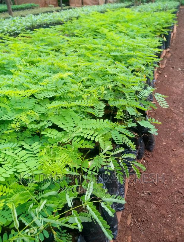 Flamboyant Tree Seedlings Available - main view