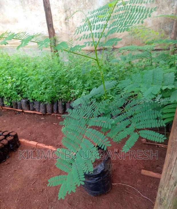 Flamboyant Tree Seedlings Available - thumbnail 3