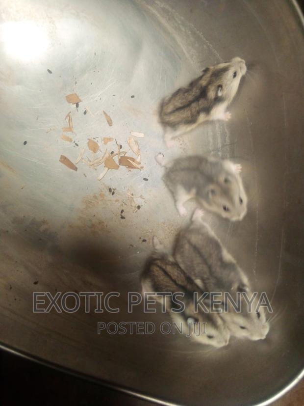 Hamsters Russian Dwarf - thumbnail 3