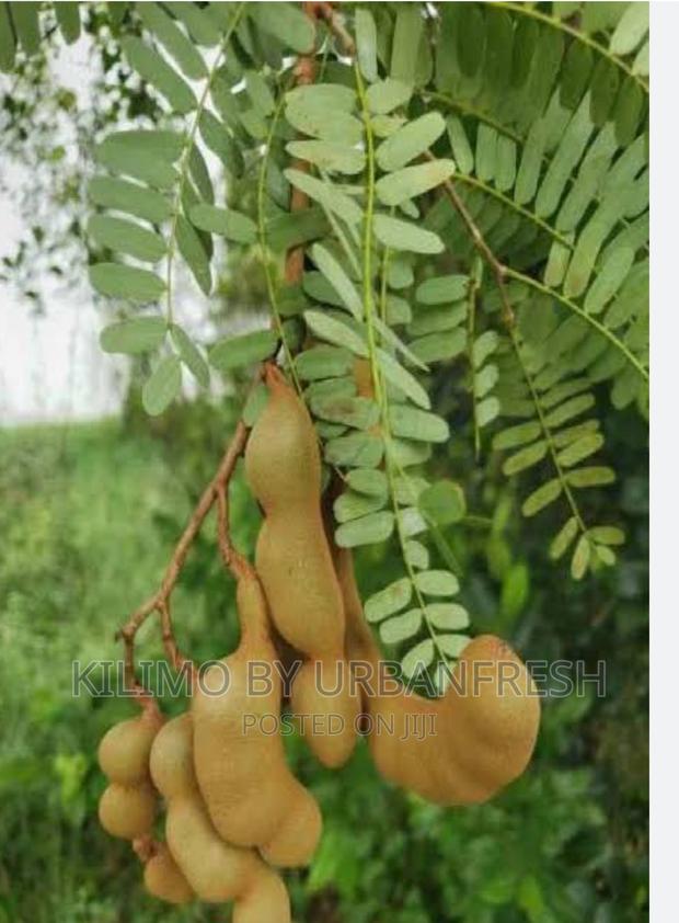 Tamarind Tree Seedlings Moq 5. - thumbnail 3