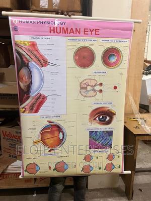 Chart Human Eye - thumbnail 2