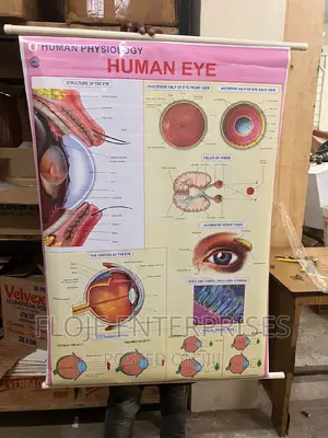 Chart Human Eye