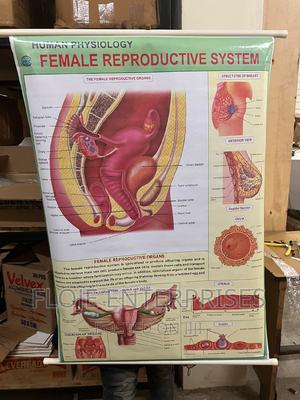 Chart Female Reproductive System - thumbnail 2
