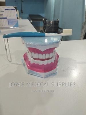 Dental Model - thumbnail 2