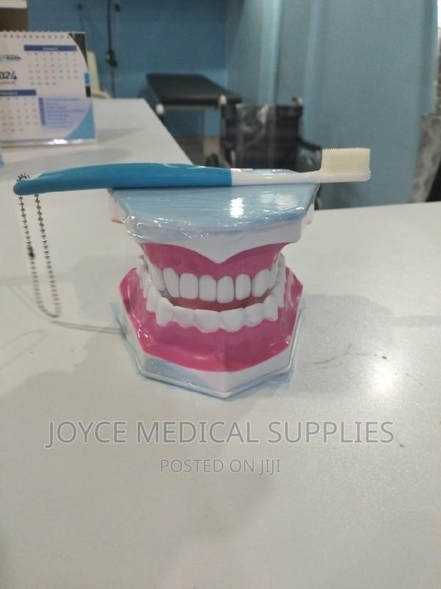 Dental Model - main view
