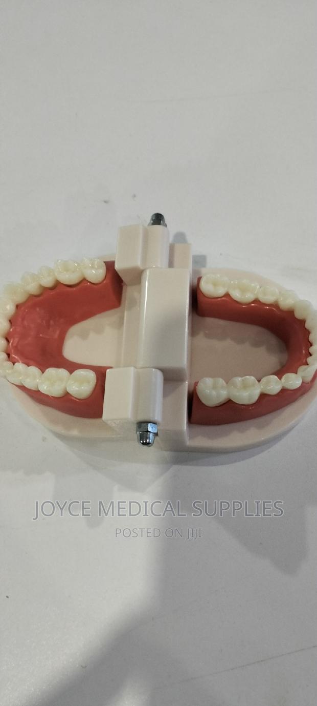 Dental Model - thumbnail 3