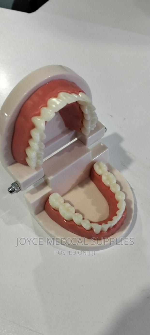 Dental Model - thumbnail 4