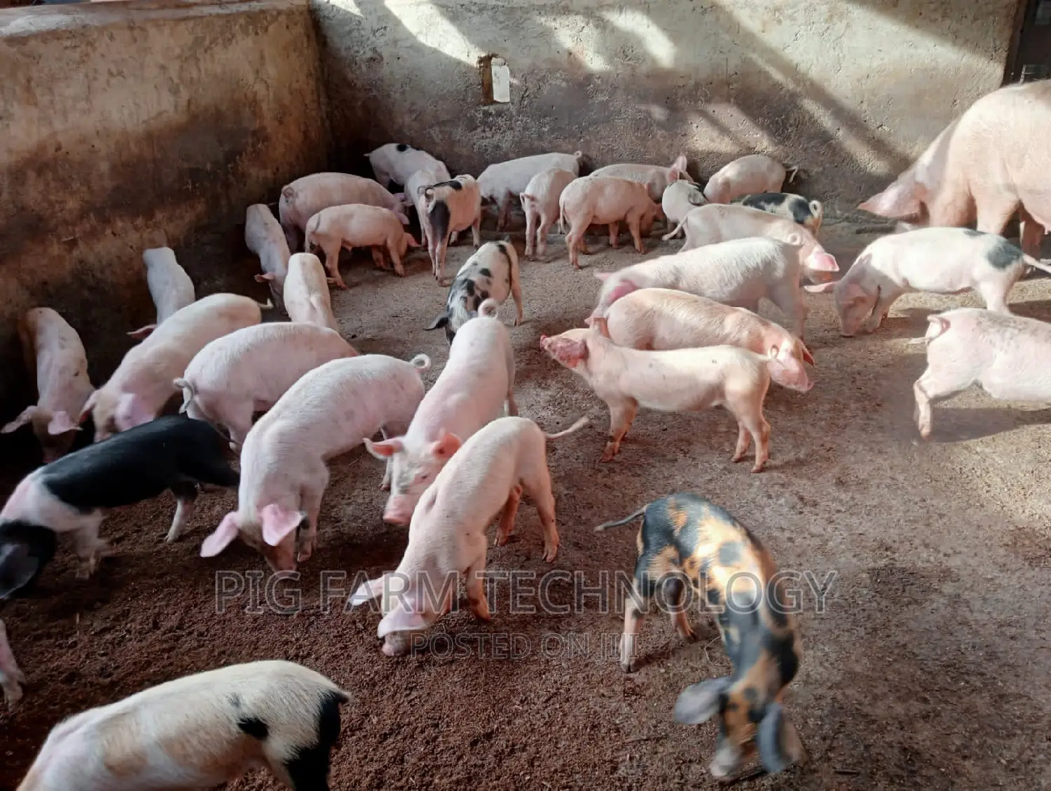Piglets Duroc,And Maxgro