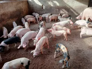 Piglets Duroc,And Maxgro