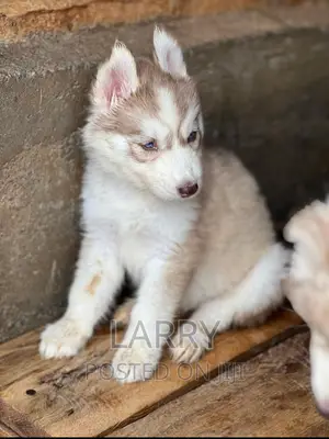 1-3 months Female Purebred Siberian Husky
