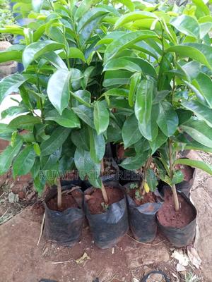 Soursop Seedlings - thumbnail 2