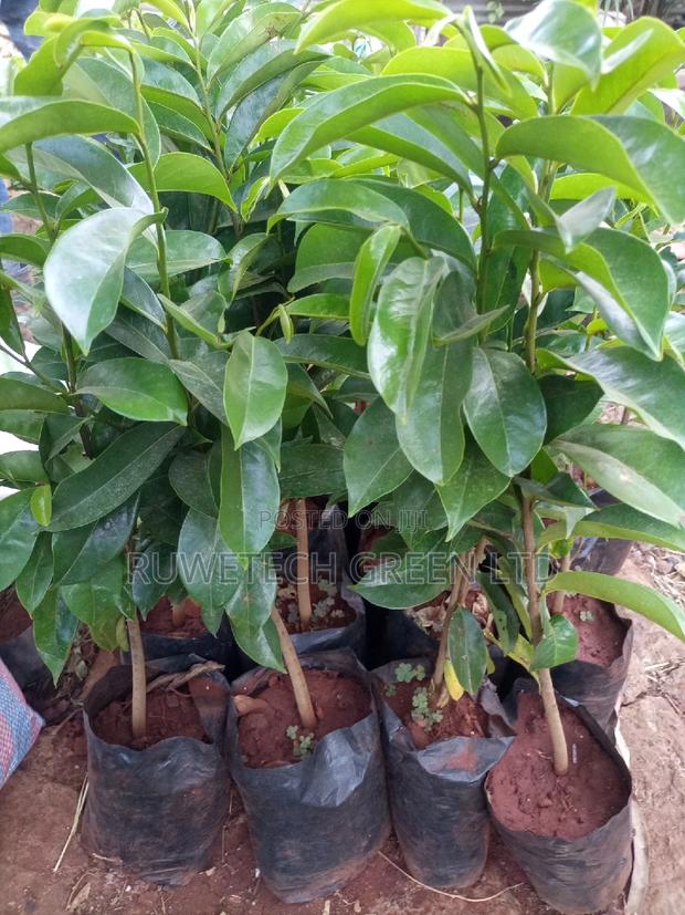 Soursop Seedlings - main view