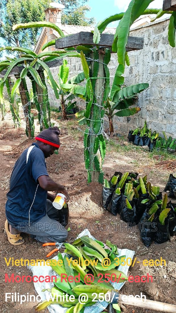 Moroccan Red Dragon Fruits Cuttings - thumbnail 4