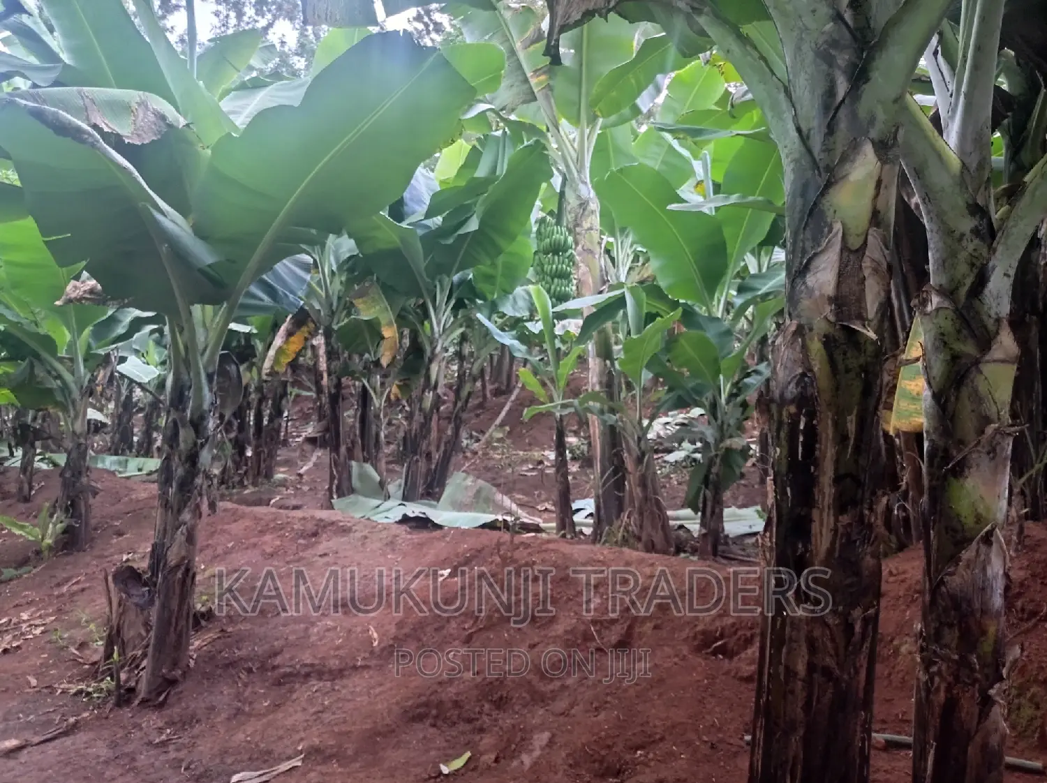 Banana Suckers |Ripening and Cooking Plantain