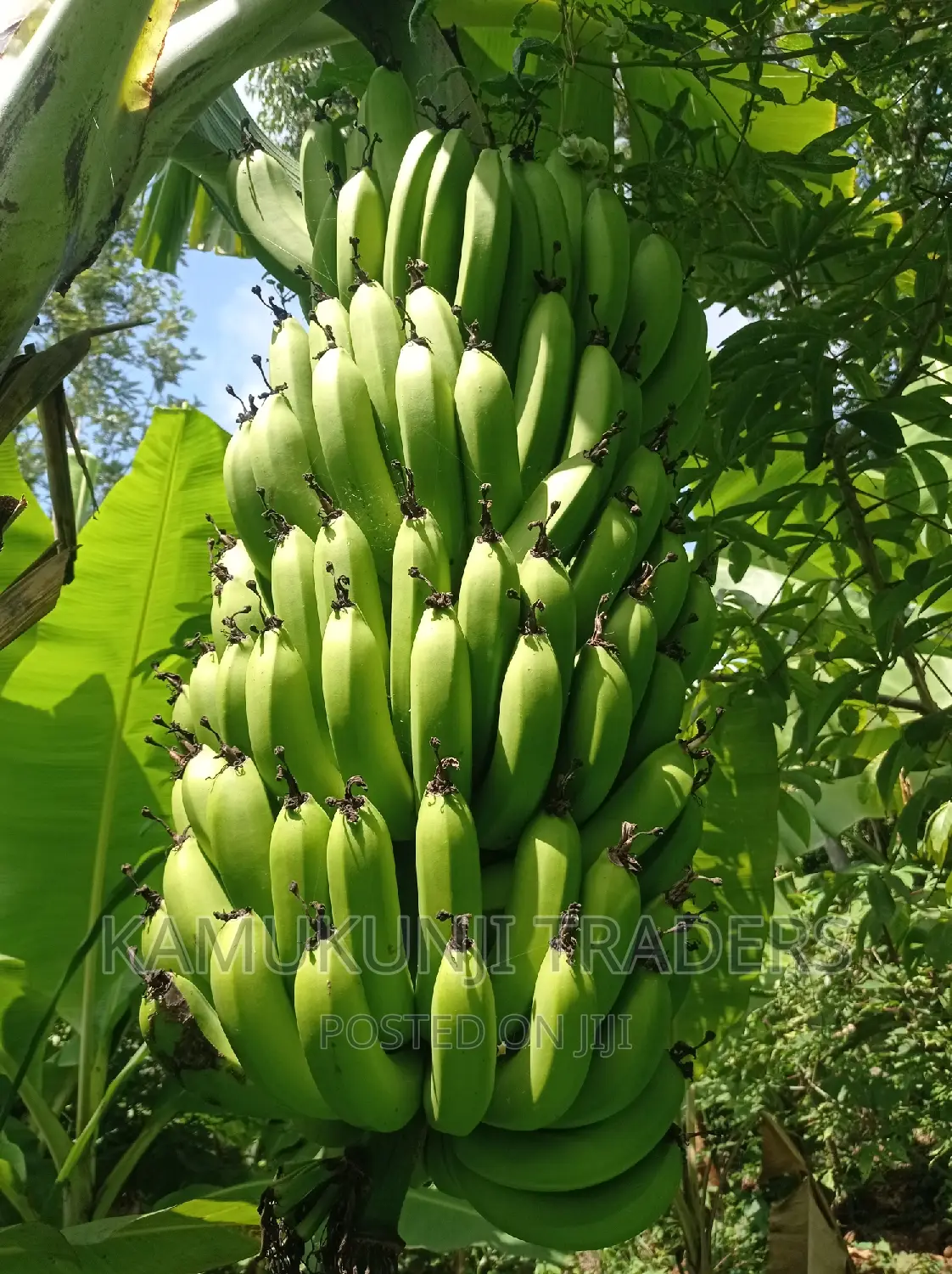Banana Suckers |Ripening and Cooking Plantain