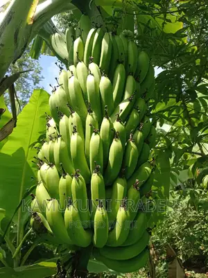 Banana Suckers |Ripening and Cooking Plantain
