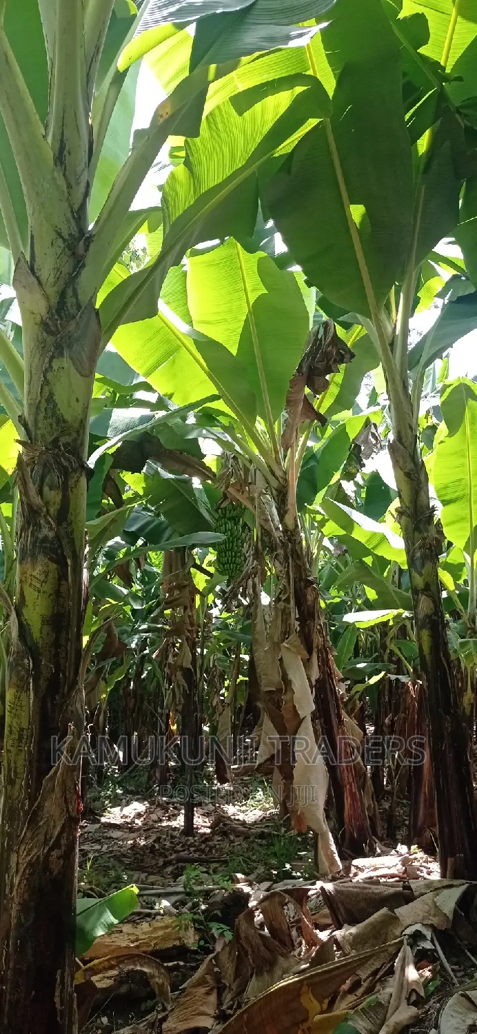 Banana Suckers |Ripening and Cooking Plantain