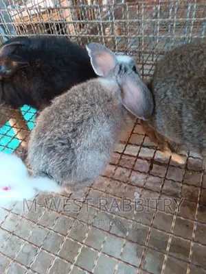 Adult Hybrid Rabbits, Flemish, Chinchilla, Checkered, Dutch