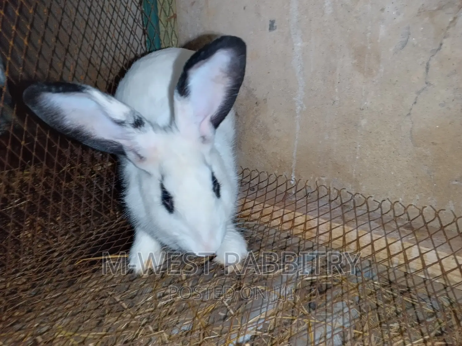 Adult Hybrid Rabbits, Flemish, Chinchilla, Checkered, Dutch