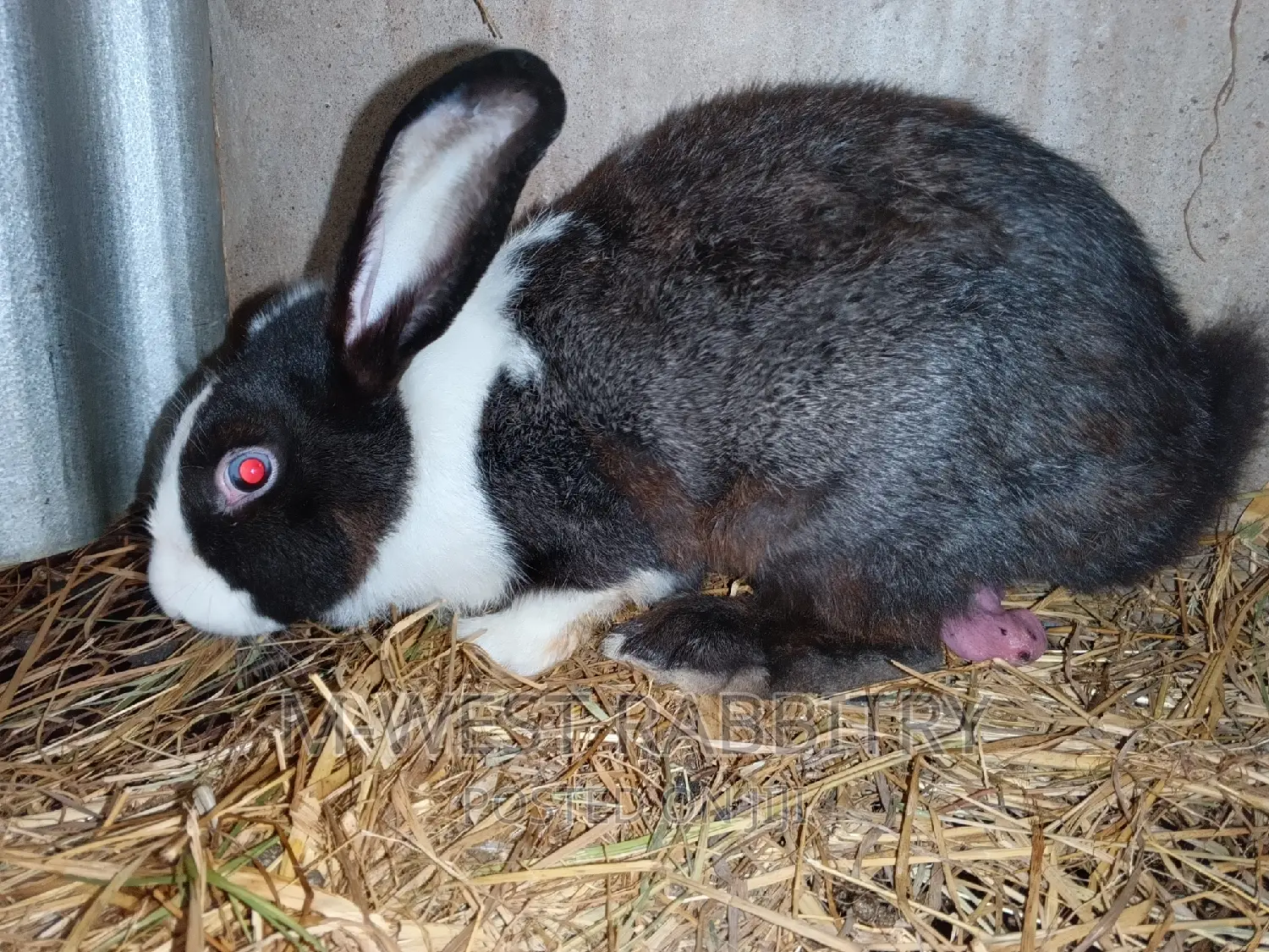 Adult Hybrid Rabbits, Flemish, Chinchilla, Checkered, Dutch