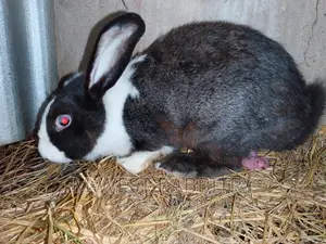 Adult Hybrid Rabbits, Flemish, Chinchilla, Checkered, Dutch