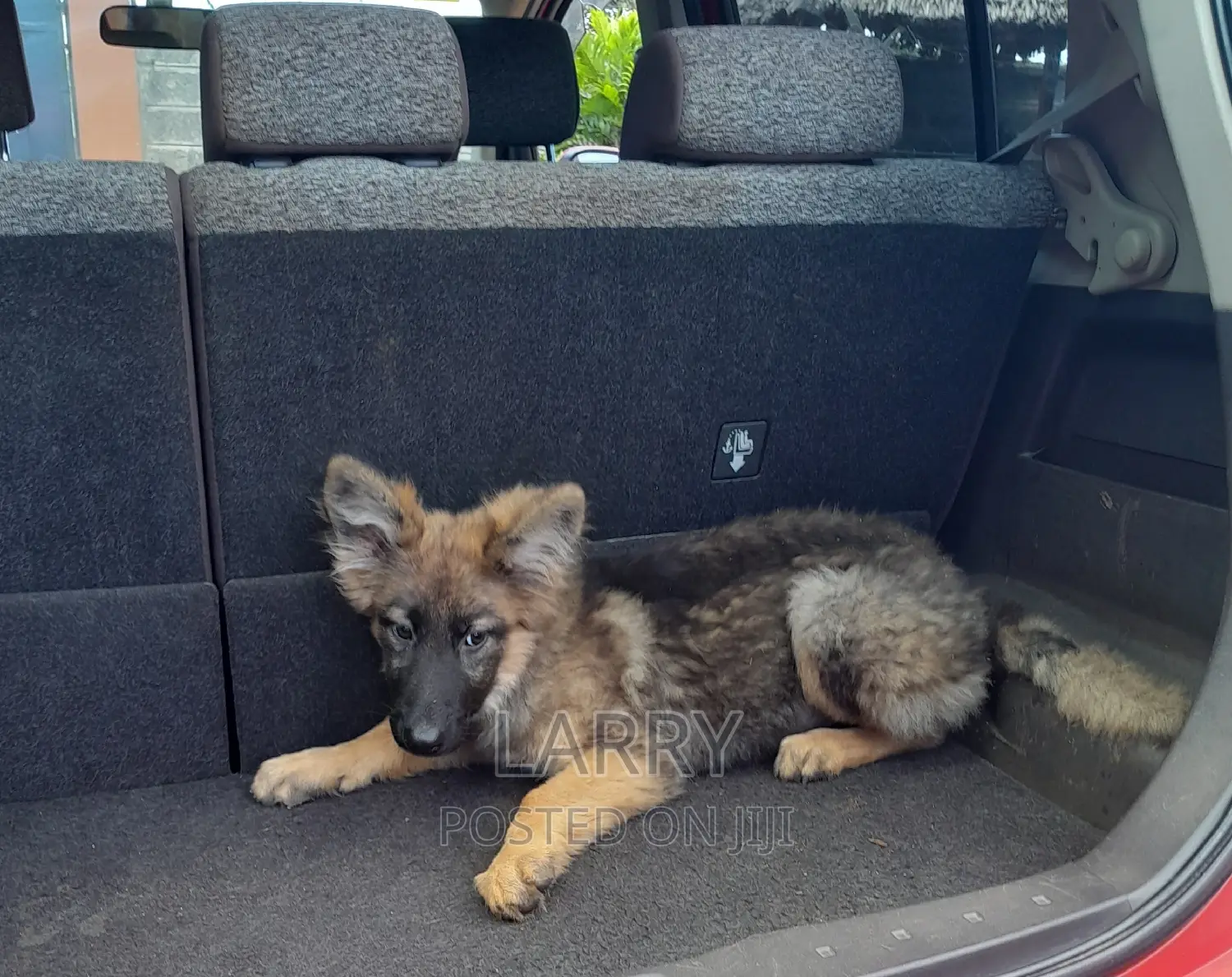 1-3 months Male Purebred German Shepherd