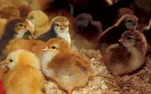 Day Old Chicks Kali Breed