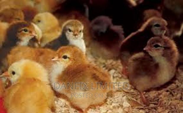 Day Old Chicks Kali Breed - thumbnail 2