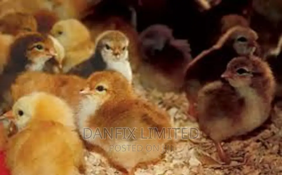 Day Old Chicks Kali Breed