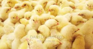 Day Old Chicks in Kiambu - thumbnail 2