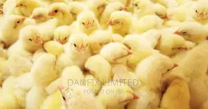 Day Old Chicks in Kiambu