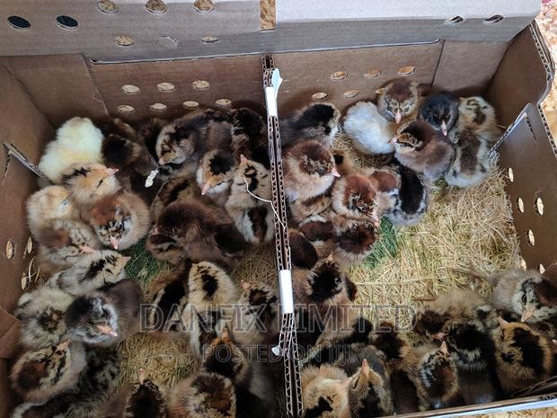 Day Old Chicks in Kiambu - thumbnail 3